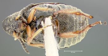 Media type: image;   Entomology 25050 Aspect: habitus ventral view